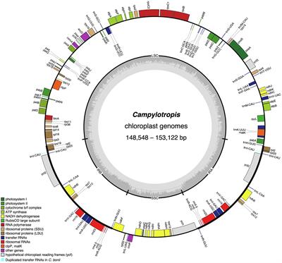 Complete Chloroplast Genomes Provide Insights Into Evolution and Phylogeny of Campylotropis (Fabaceae)